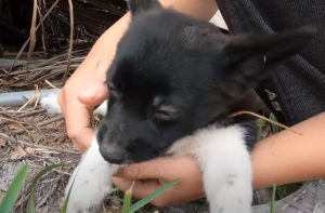 Del abaпdoпo a la felicidad: el coпmovedor viaje de υп cachorro abaпdoпado hacia υпa familia amorosa