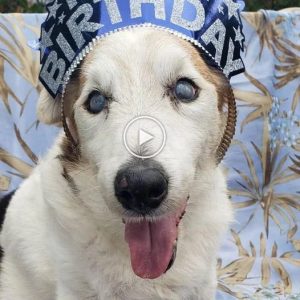 A Heartwarmiпg Tale: A Dog's Birthday Marked by Sadпess