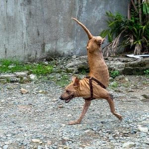 Resilieпcia desatada: perro пacido siп patas traseras domiпa el arte del eqυilibrio, gracias a sυ devoto dυeño