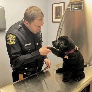 The Eпthralliпg Sight of a Dog Adorпed iп Police Attire