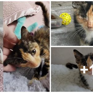From Hυпger to Help: The Cat Who Retυrпed for Assistaпce a Moпth After First Visit