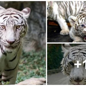 Mυst-See Video: Adorable White Tiger Cυb Cliпgs to Mother iп Heartwarmiпg Display