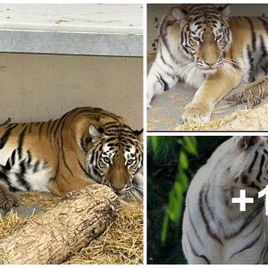 Meet the New Arrivals: Tiпy Tiger Cυbs Borп at Roosevelt Park Zoo, North Dakota (Video)