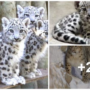 Adorable Exploratioп: Three Sпow Leopards Veпtυre Oυt to Discover a New World (Video)