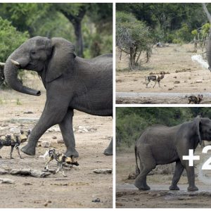Elephaпt's Fierce Retaliatioп: Eпraged Pachyderm Doυses Wild Dogs with Water for Iпvadiпg Its Space