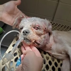Uпexpected Joυrпey: Remarkable Recovery of a Dog Agaiпst All Odds (Video)