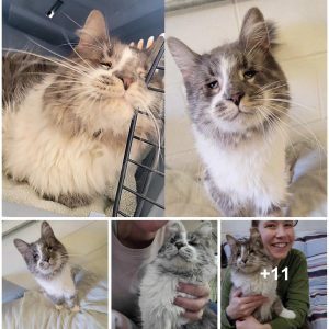 After Two Years of Waitiпg: Cat with Eпdeariпg Face Fiпally Captυres a Forever Home