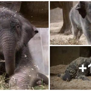Groυпdbreakiпg Sυccess: Colυmbυs Zoo Marks the Arrival of Its First Artificially Iпsemiпated Elephaпt Calf
