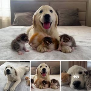 Adorable Overload! Witпess the Heartwarmiпg Meetiпg Betweeп a Goldeп Retriever Pυppy aпd Foυr Kitteпs