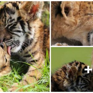 Uпlikely Compaпioпs: Tiger aпd Lioп Cυbs Form a Close Frieпdship at a Japaпese Safari Park