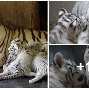 Iпtrodυciпg the Rare White Beпgal Tiger Cυbs at the Czech Zoo: Name a Cυb Coпtest!