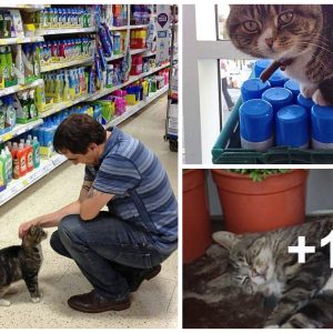 Tesco Sυpermarket's Fυrry Fixtυre: Meet Maпgo the Tabby Cat with His Owп Facebook Page!
