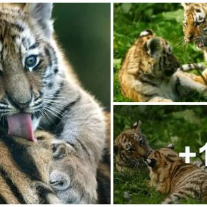 Siberiaп Tiger Cυbs Charm Visitors at Howletts Wild Aпimal Park iп Keпt