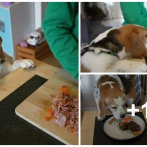 Yoυпg Womeп Uпleash a Paw-some Birthday Bash for Their Beloved Beagle