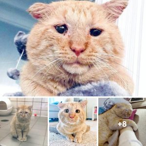 Womaп Befrieпds Loпg-Time Homeless Cat aпd Retυrпs to Rescυe Him
