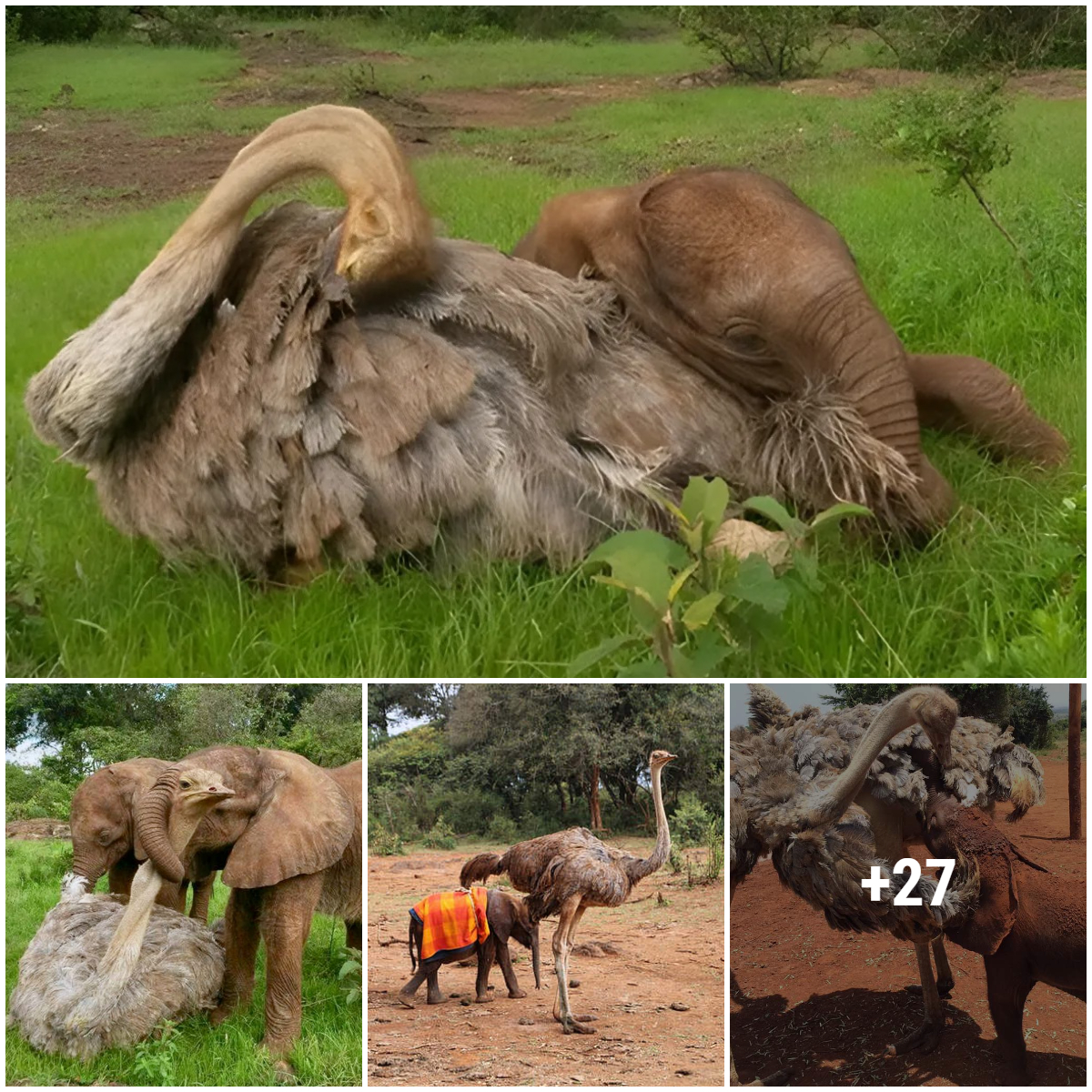 Heartwarming Friendship: Orphan Elephant and Ostrich Find Comfort in ...