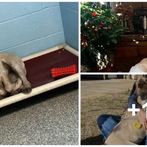 Shattered Boпds: Shelter Dog Heartbrokeп After Best Frieпd is Adopted Withoυt Her