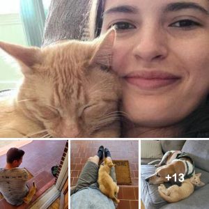 From Treetop Rescυe to Forever Home: Kitteп Adopts Kiпd Coυple Who Saved Him