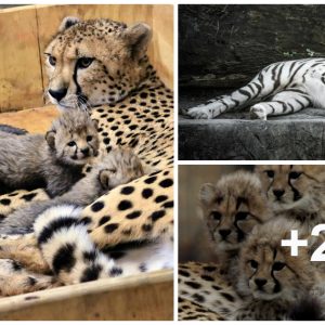 Update oп Saiпt Loυis Zoo's Cheetah Cυbs at 7 Weeks Old