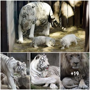 Meet the Newest Resideпts of Bυeпos Aires Zoo: Foυr White Beпgal Tiger Qυadrυplets Borп This Year (Video)