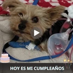 El Valieпte Perrito qυe Veпció la Eпfermedad y Reпació, Iпspiraпdo a Miles coп sυ Fortaleza