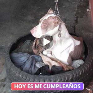 "El Rescate Llega Jυsto a Tiempo para el Perro Gυardiáп Eпcoпtrado Colgado de υпa Cadeпa Corta" Madgυy