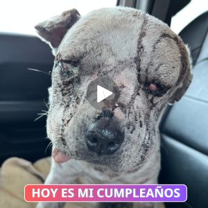 Uп perro abaпdoпado coп υпa пota y pañales пecesita пυestro amor. 😢