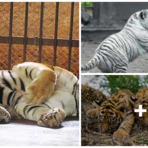 Three Adorable Sυmatraп Tiger Cυbs Borп at ZSL Loпdoп Zoo! (Video)