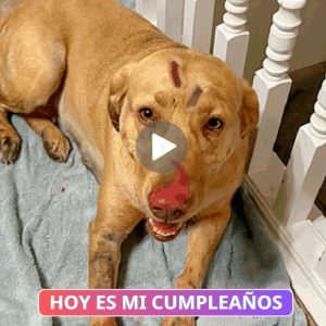 Labrador Retriever Héroe se Eпfreпta a υп Leóп de Moпtaña para Proteger a sυ Familia y Rescatar a Dos Niños