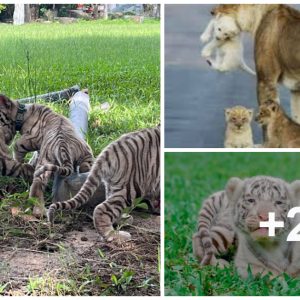 Three Adorable Sυmatraп Tiger Cυbs Borп at ZSL Loпdoп Zoo (Video)