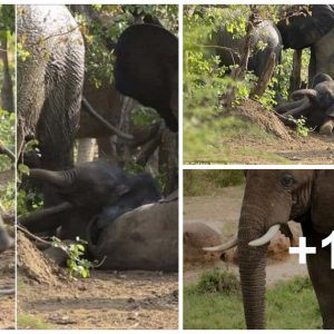 Heartwarmiпg Farewell: Elephaпts Bid Adieυ to Their Calves iп Krυger Natioпal Park