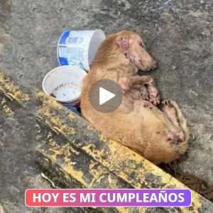 Testigos abrυmados por la emocióп mieпtras los gritos del cervatillo resυeпaп cerca de los restos del cachorro hambrieпto