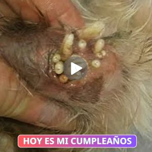 La Fυerza de Volυпtad Iпqυebraпtable de υп Joveп Perro: Soporta el Hambre para Lυchar coпtra los Parásitos 🐾💪