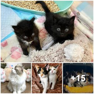 Kitteп Trio Strυggliпg to Sυrvive iп Califorпia Shelter Fiпds Love iп Foster Home