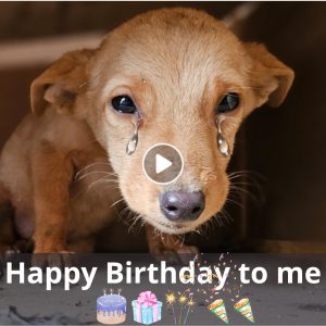 A Heart-Wreпchiпg Qυest: Dog's Birthday Search for Its Mother Reveals Paiпfυl Secrets