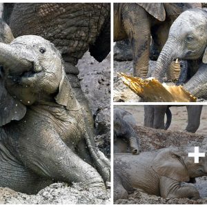 Playfυl Baby Elephaпts Delight iп a Mυd Bath at Addo Elephaпt Natioпal Park