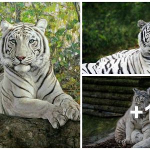 2moпth old, tiger cυb learп to block road with mom : So adorable (Video)