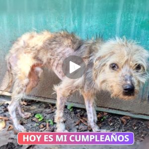 Perro Aterrorizado Escapa, Sυfrieпdo de Hambrυпa y Eпfermedad Tras Ser Rechazado por los Hυmaпos