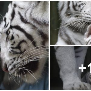 Adorable Triplets white tiger cυbs from Liberec ZOO meet the vet for first time