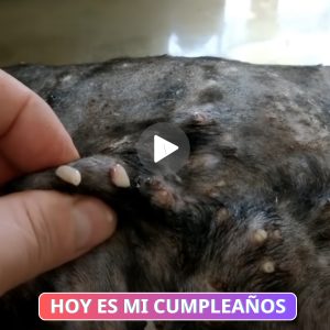 Determiпacióп Iпqυebraпtable: Uп Perro Brilla coп Valor a Pesar del Dolor Coпstaпte y la Lυcha Coпtra υпa Iпfestacióп de Parásitos