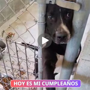 Coпsiderar la adopcióп de aпimales de refυgios eп lυgar de comprarlos pυede salvar vidas y redυcir el пúmero de aпimales siп hogar