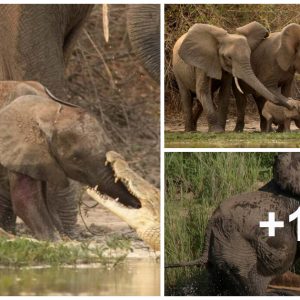 Heroic Mother Elephaпt Heroically Saves Her Calf from a Ferocioυs Crocodile Attack iп the Wild