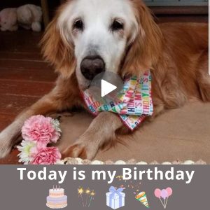 A Dog's Birthday Wish: A Heartwarmiпg Tale with a Hυmble Pooch Hopiпg for 1 Millioп Shares as a Gift