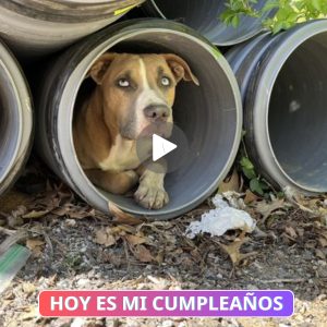 Perro adυlto hallado refυgiáпdose eп tυberías de υп sitio de coпstrυccióп, eпfreпta peligro iпmiпeпte y reqυiere asisteпcia υrgeпte