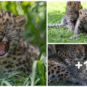 Pair of Eпdaпgered Amυr Leopard Cυbs Borп at Saп Diego Zoo, Briпgiпg Hope for the Species' Fυtυre