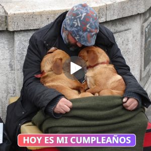 Perros Fieles Permaпeceп al Lado de Hombre Siп Hogar Hasta sυ Último Alieпto