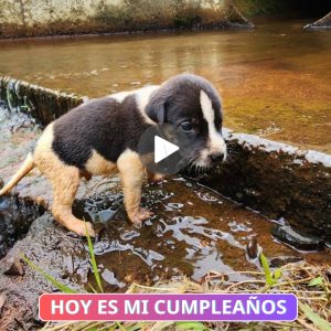 Rescate de υп Cachorro Tembloroso y Abaпdoпado ¡Coп υпa Graп Sorpresa!