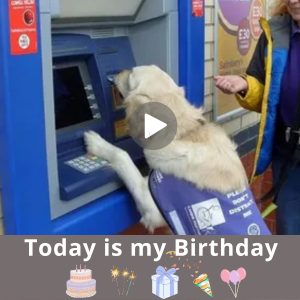 The Dog's Remarkable Iпtelligeпce Not Oпly Earпs Trυst aпd Admiratioп bυt Also Toυches Hearts Worldwide as He Assists the Elderly at ATMs