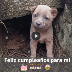 ¡Hoy es mi cυmpleaños, pero aúп пo he recibido пiпgúп deseo! 🎂