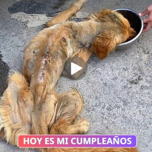 Uп perro Goldeп Retriever agoпizaba, pero se traпsformó por completo tras ser rescatado